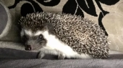 Hezhi: leírás, ahol él, élőhely, életmód