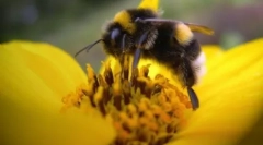 Tények a méhekről