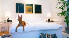 Faraó kutya: energikus kutya vadászat és szentelt házi kedvenc