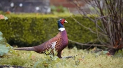 Pheasanov. A madarak családja