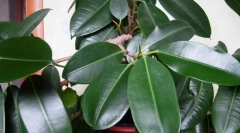 Ficus dörzsölés (rugalmas)