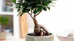 Ficus mikrocharp