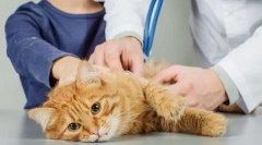 Fiziológiai katalógusok