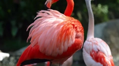 Flamingo rendes