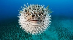 Halat alakítanak ki