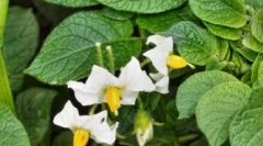 Forky - immunmodulátor antivirális hatással