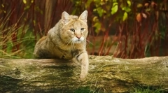 Fotó reed macskák: a fajta, karakter, tartalom