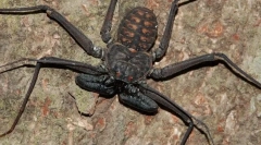 Frins: pókok vagy scorpions?