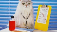 Frontline a macskáknak: a kullancsokról és a bolhákról