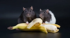 Gyümölcsök, zöldségek és bogyók a patkányok számára, amelyeket adhatsz, és amit nem tudsz