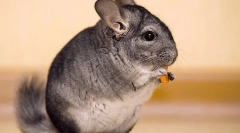 Gyümölcsök, zöldségek és bogyók a csincsillához