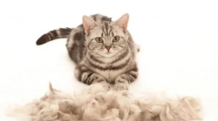 Macska furmitator: elengedhetetlen modul az őrléshez és az otthoni ápoláshoz