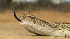 Waxing african wilderness