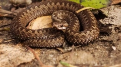 Vipera