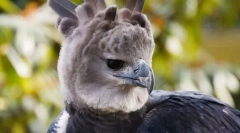 Garper dél-amerikai