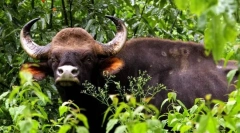 Gaur