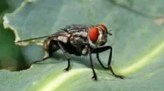 Hol és hogyan repül a legyek?