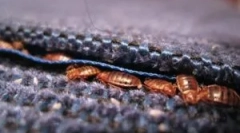 Ahol a bogarak általában elrejtik a lakásban?