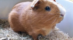 Hol van a tengerimalac hazája?