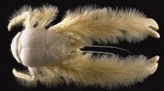 Ahol van egy szőrös rák?