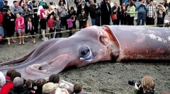 Hol vannak a gigantikus spruák?