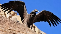 Hol él a bird condor?