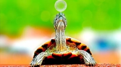 Ahol a teknősök élnek, környezetvédelem és élőhely