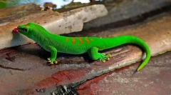 Gecko (fotó): gyík fantasztikus képességekkel