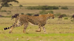 Cheetah: érdekes tények a gyors gyors ragadozóról