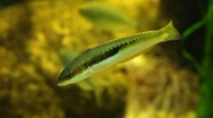 Hermafroditizmus a halak között