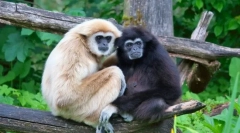Gibbon