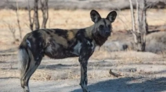 Hyeno alakú kutya, vagy afrikai vad kutya (25 fotó)