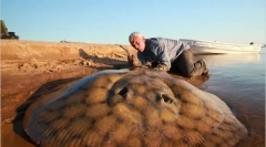 Óriás folyó szörnyek (20 fotó)