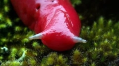 Giant pink mountain slug caputar (5 fotó)