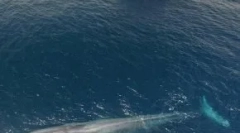 Óriási állatok, eltűnési okai