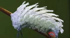 Giants a mi világunkban - ismerős állatok és rovarok szokatlan méretűek