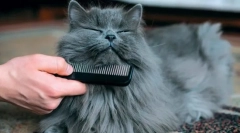 Macska higiéniai eljárások