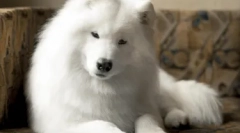 Hypoallergén fajták kutyák - top 10 fotókkal