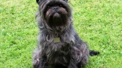 A kutyák hipoallén fajtái