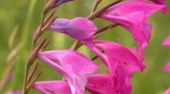 Gladiolus vagy négyzet csempézett
