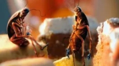 Csótányok aljzata: keresés és megsemmisítés