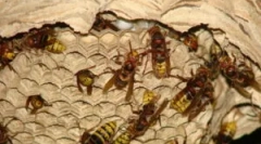 A lovak aljzata és a pusztítás módjai