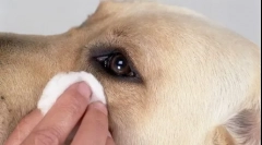 Szivattyú a kutyák szemében - okok és módok eltávolítására