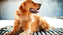 Golden retriever (fotó): az egyik legkisebb kutyafajta