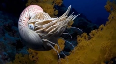 Changogo puhatestűek