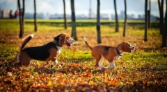 Hound kutya: fajtájának kiválasztása