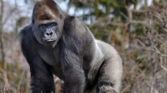 Gorilla keleti bányászat