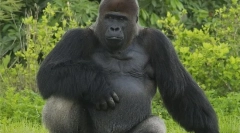 Gorilla