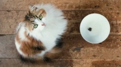 Készenléti macskák a macskák számára: jellemzők és fajták