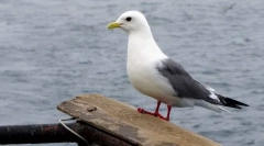 Tiszteletre méltó redoogaya